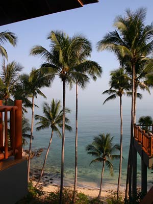 Carefully preserved coconut palms surrounding